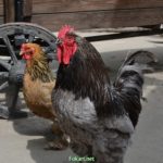 Петух и курица Брама возле телеги на птичьем дворе