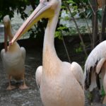 Розовый пеликан (Pelecanus onocrotalus) в зоопарке