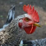 Профиль петуха крупным планом