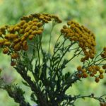Тёмно-жёлтые корзиночки созревшей пижмы на фоне зелени