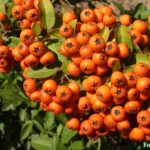 Грозди оранжевых плодов пираканты