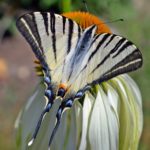 Подалирий (Iphiclides podalirius) на цветке крупным планом