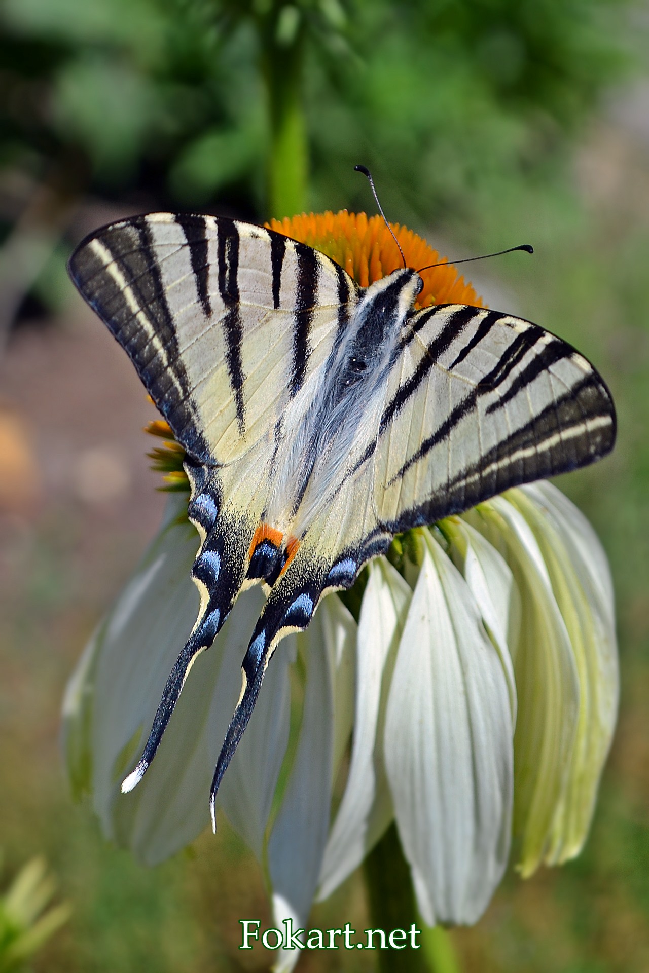 Подалирий (Iphiclides podalirius) на цветке крупным планом