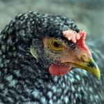 Портрет рябой курицы чёрно-белого окраса