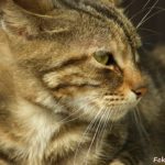 Профиль полосатой кошки крупным планом