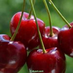 5 черешен крупным планом
