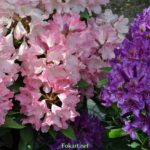 Справа - Рододендрон "Azurro", слева - "Roseum Elegans"