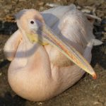 Розовый пеликан (Pelecanus onocrotalus) отдыхает, сидя на земле