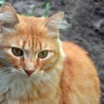 Рыжий задумчивый кот с зелёными глазами, фото-картинка