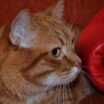 Рыжий кот и боксёрская перчатка на заднем плане