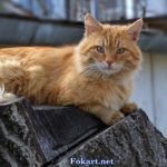 Рыжий уличный кот, отдыхающий на пеньке.