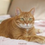 Рыжий кот отдыхает