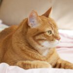 Профиль отдыхающего на подстилке рыжего кота