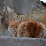 Рыжий уличный кот на крыше