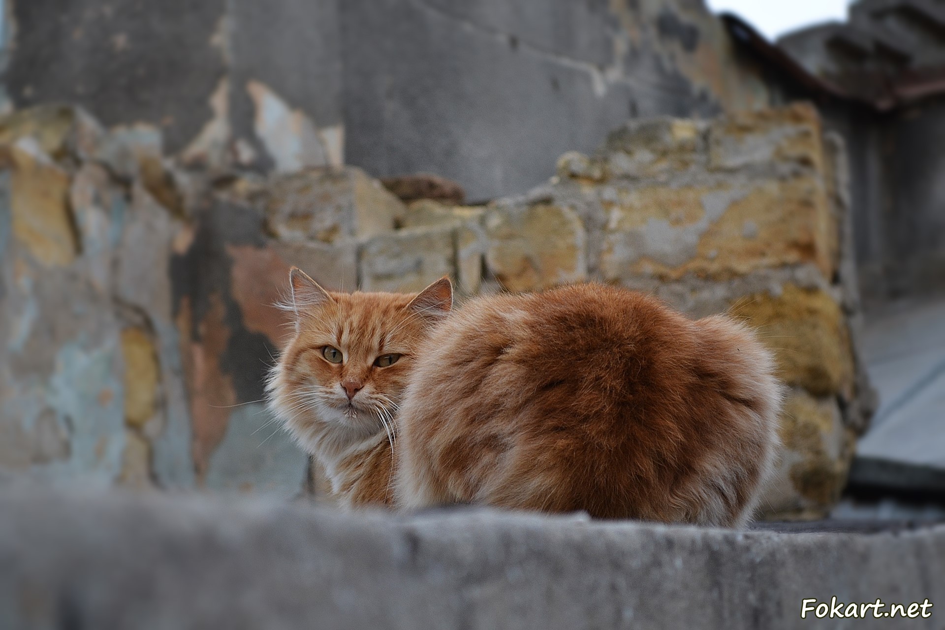 Рыжий уличный кот на крыше