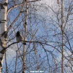 Серая ворона на голой ветке берёзы в декабре