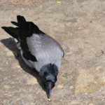 Серая ворона угощается