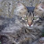 Серая и пушистая кошка с зелёными глазами