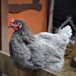 Серая курица сидит на насесте