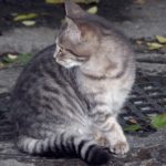 Полосатая молодая кошка в ноябре