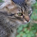 Серая пушистая кошка, крупный план