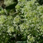 Сердечница крупковидная (Cardaria draba)