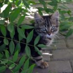Серый котёнок с большими, серо-голубыми глазками