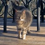 Серый, зеленоглазый кот стоит, изогнув кверху хвост
