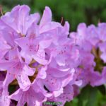 Нежное сиреневое соцветие рододендрона вблизи