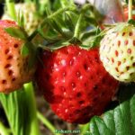 Созревающие ягоды клубники крупным планом.