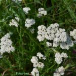 Тысячелистник обыкновенный (Achillea millefolium)