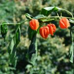 Оранжево-красные фонарики физалиса (Phusalis alkekengi)