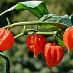 Физалис обыкновенный (Phusalis alkekengi)