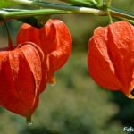 Физалис обыкновенный (Phusalis alkekengi)