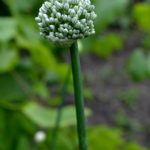 Белое соцветие репчатого лука (Allium cepa) в июне.