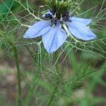 Чернушка дамасская (Nigella damascena), нигелла дамасская
