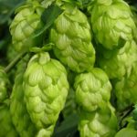 Шишки хмеля обыкновенного (Humulus lupulus)