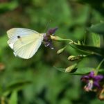 Бабочка репница (Pieris rapae) пьёт нектар из цветка дерезы