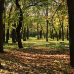 В осеннем парке первые листья упали на землю