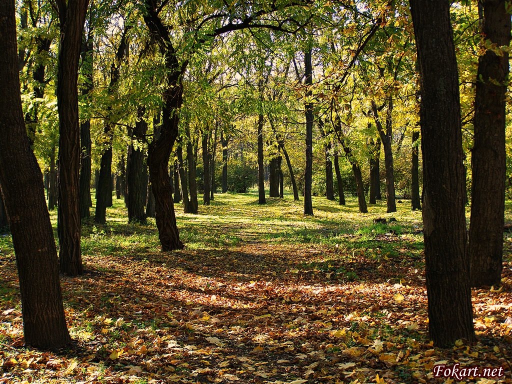 В осеннем парке первые листья упали на землю