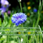 Василёк, картинка. Люби природу
