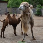 Самка бактриана (двугорбого верблюда) светлой окраски с двух-месячным верблюжонком в вольере зоопарка