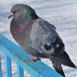 Сизый голубь (Columba livia) на ограде у зимнего замёрзшего пруда.