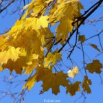 Жёлтые листья клёна на фоне синего неба