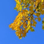 Осенняя кленовая ветка с жёлтыми листьями на фоне синевы неба