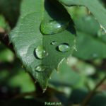 Крупные капли воды на листочке розы после летнего утреннего дождя