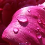 Капли воды с крохотными солнечными бликами на лепестке пиона