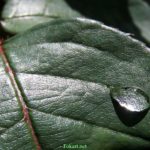 Капля воды на зелёном листке розы с бликами солнечного света. Фото-обои.