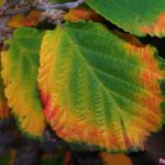 Красочные осенние листья гамамелиса