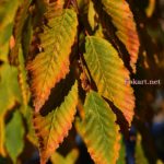 Осенние листья граба плакучего (Betulus pendula)